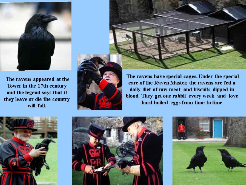The ravens appeared at the Tower in the 17th century and the legend says